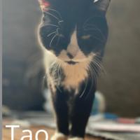 Ficha de Tao